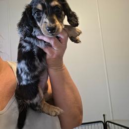 Phoebie - Dapple female Dachshund puppy in El Paso, Texas from Mells Weenies