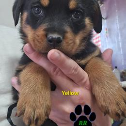 Yellow - Black and mahogany female Rottweiler puppy in Tangent, Oregon from Raya's Royals