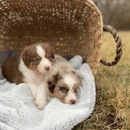 Australian Shepherd Puppies from Clover Creek Aussies