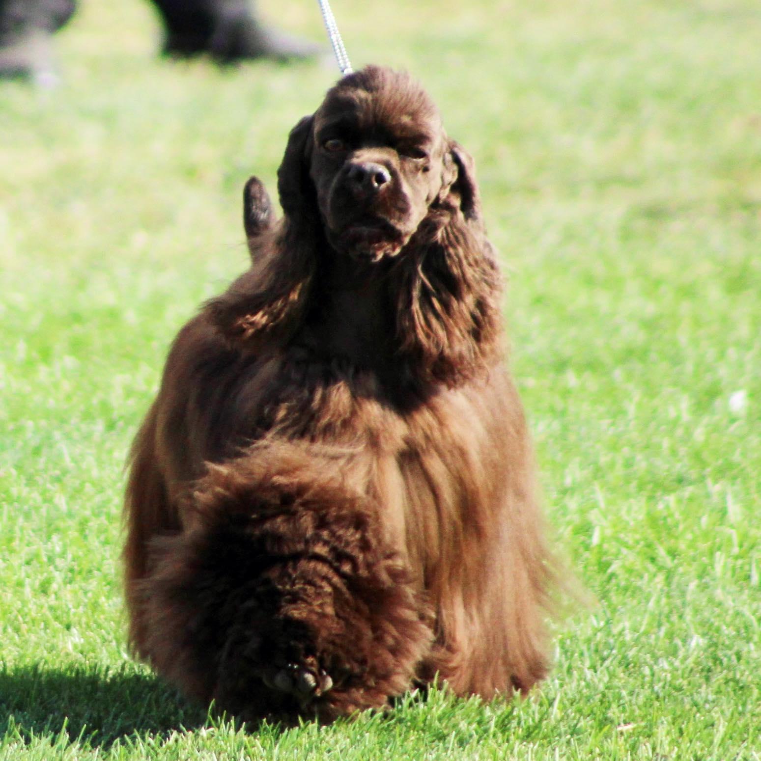 Twilight Cockers in Idaho | Cocker Spaniel puppies | Good Dog
