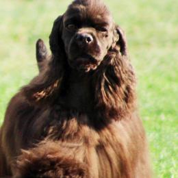 Cocker Spaniels from Twilight Cockers
