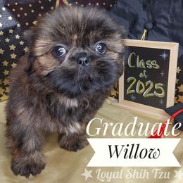 Willow - Brindle and white female Shih Tzu puppy in Peoria, Arizona from Loyal Shih Tzu