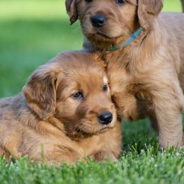 Boy 1 - Dark golden male Golden Retriever puppy in Ramsey, Minnesota from Nelson Retrievers