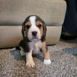 Rigby - Black white and tan male Beagle puppy in Greenwood, Missouri from Nukee's Beagles dachshunds Corgis
