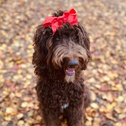 Hazel - Goldendoodle