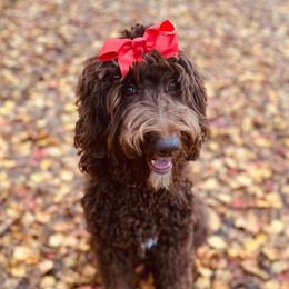 Hazel - Goldendoodle