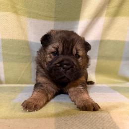 Guacamole - Black sable male Chinese Shar-Pei puppy in Lenoir, North Carolina from Peitato Chips