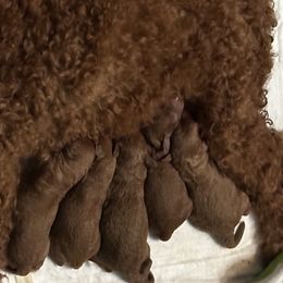 AKC toy - Red  Poodle puppy in Southwest Ranches, Florida from Herringbone ‘s Poodles