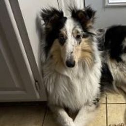Collies from Storybrooke Collies