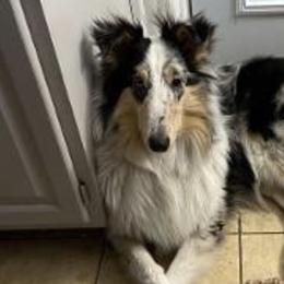 Collies from Storybrooke Collies