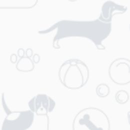 American Staffordshire Terriers and French Bulldogs from Marla Westley's American Staffordshire Terriers & French Bulldogs