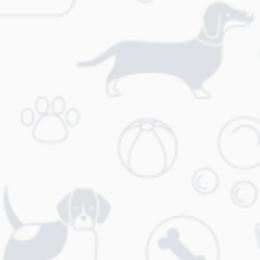 American Staffordshire Terriers and French Bulldogs from Marla Westley's American Staffordshire Terriers & French Bulldogs