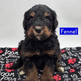 Fennel - Phantom male Bernedoodle puppy in Neillsville, Wisconsin from Granton Creek