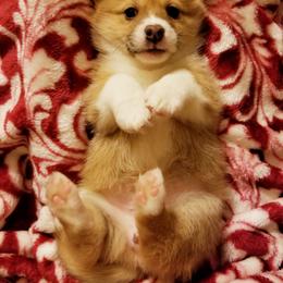 Pembroke Welsh Corgi Puppies from Whimsical Treasure Corgis