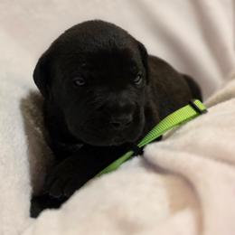 Lime Collar - Black male Cane Corso puppy in Pylesville, Maryland from Safe Haven Cane Corso