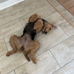 Airedale Terrier Puppies from Cool Hand Luke Kennels