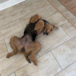 Airedale Terrier Puppies from Cool Hand Luke Kennels
