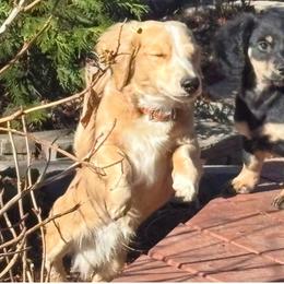 Dakota - Dachshund
