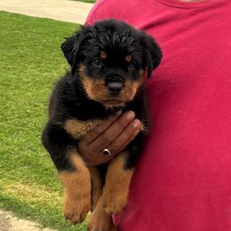 Boy 1 - Black and mahogany male Rottweiler puppy in Beebe, Arkansas from Rottweilers Vom Haus Forte