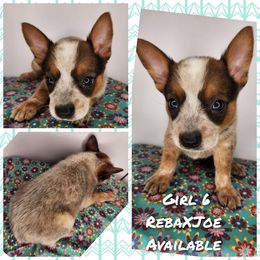 Girl 6 - Red mottled female Australian Cattle Dog puppy in Bradford, Arkansas from Cedar Rock Heelers and Kelpies