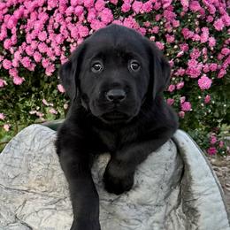 Purpose - Black male Labrador Retriever puppy in Baldwin City, Kansas from Hedge Lane Labradors
