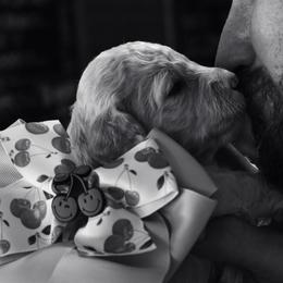Goldendoodle Puppies from Wildflower Doodles