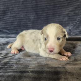 Goose - Slate merle male Border Collie puppy in Gary, Indiana from Lake Ridge Border Collies