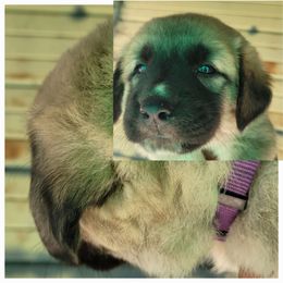 "Female 1" Anatolian Shepherd Dog Puppies from Sanjo Farm