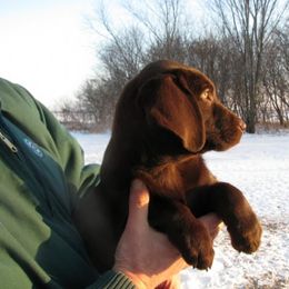 Labrador Retriever Puppies from Tom Kuball's Labrador Retrievers