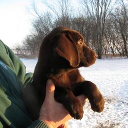 Labrador Retriever Puppies from Tom Kuball's Labrador Retrievers