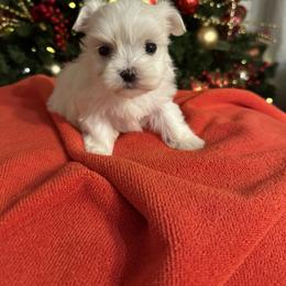 Lily - White female Maltese puppy in Dallas, Texas from Lizeth's Pups