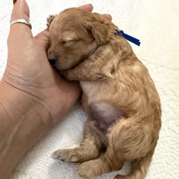 Boy 2 - Apricot male Cavapoo puppy in Nampa,, Idaho from Clig Doodle Days