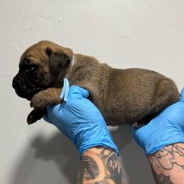 Female 4 - Fawn female Cane Corso puppy in Cashion, Oklahoma from APEXOK Cane Corsos LLC