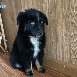 Male 5 - Black tri-color male Australian Shepherd puppy in Smithville, Arkansas from Harris Farms and Aussies