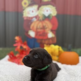 Boy 4 - Chocolate male Labrador Retriever puppy in Conroe, Texas from XOM Retrievers