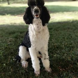 Sterling - Parti male Poodle puppy in Chino Valley, Arizona from Lane’s Little Long Coats