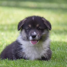 Freddy - Black and tan male Pembroke Welsh Corgi puppy in Morgantown, Pennsylvania from GoldStar Corgis (License Number 18519)