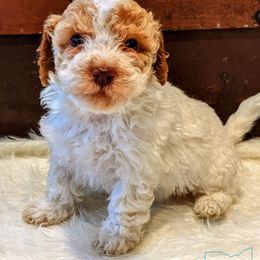 Girl 3 - Parti Goldendoodle puppy in Ohio from Mini Doodle Buddies