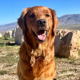 Oakley - Golden Retriever