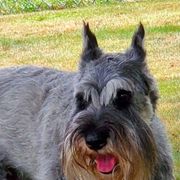 Standard Schnauzers from VonBerg's Standard Schnauzers