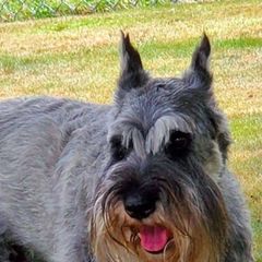 Standard Schnauzers from VonBerg's Standard Schnauzers