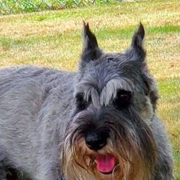 Standard Schnauzers from VonBerg's Standard Schnauzers