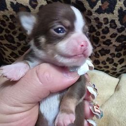 Cici - Chocolate and white female Chihuahua puppy in Amity, Pennsylvania from Baxters Chihuahuas