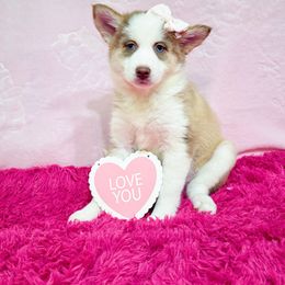 Mal - Pomsky puppy from Elle Pomsky