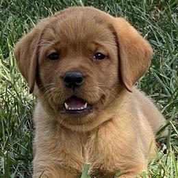Labrador Retrievers from Red Moon Labradors