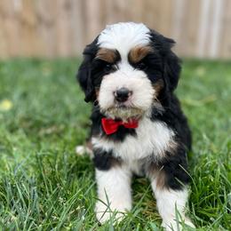Mario-Red - Tri-color male Bernedoodle puppy in Casper, Wyoming from 307 Doodles