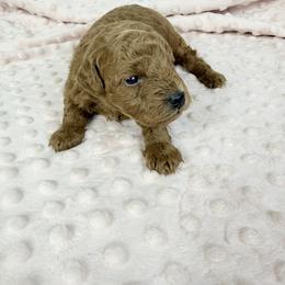 Beau - Red  male Goldendoodle puppy in Millersburg, Ohio from Ohio Puppy Paws