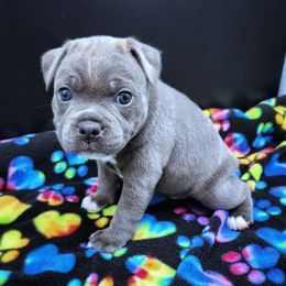 Carbonara - Blue female Staffordshire Bull Terrier puppy in Dallas, Texas from Wild Blue Staffords