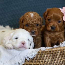 Bernedoodle and Cavapoo Puppies from Little Diamond Doodles