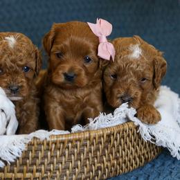 Bernedoodle and Cavapoo Puppies from Little Diamond Doodles